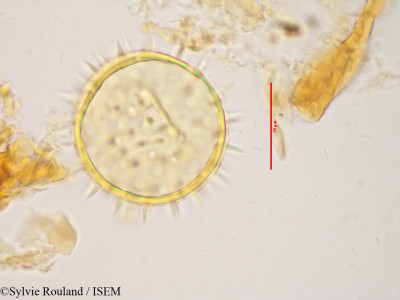 Kosteletzkya velutina - lame n° 3431