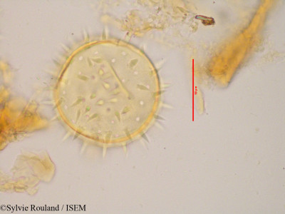 Kosteletzkya velutina - lame n° 3431