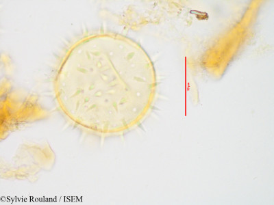 Kosteletzkya velutina - lame n° 3431