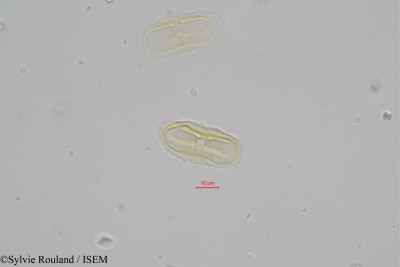 Sylvie.Rouland/Kundmannia_sicula_441/Kundmannia_sicula_441_0001(copy)_thumb.jpg