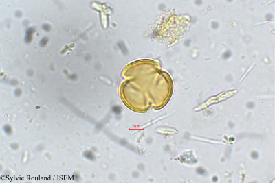 Sylvie.Rouland/Kurumia_indica_5400/Kurumia_indica_5400_0001(copy)_thumb.jpg