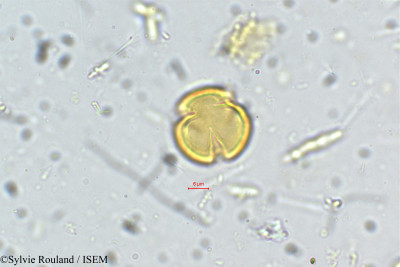 Kurumia indica - lame n° 5400