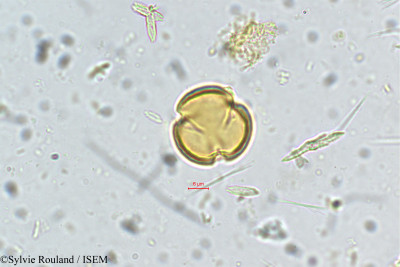 Kurumia indica - lame n° 5400