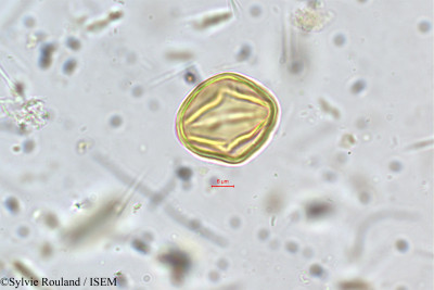 Kurumia indica - lame n° 5400