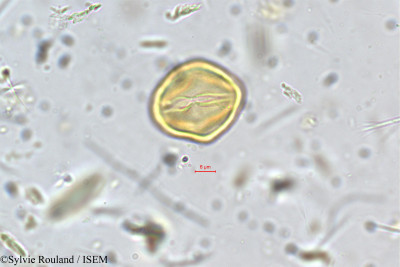 Kurumia indica - lame n° 5400