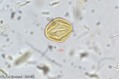 Kurumia indica - lame n° 5400
