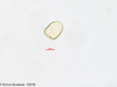 Kyllinga exigua - lame n° 2618