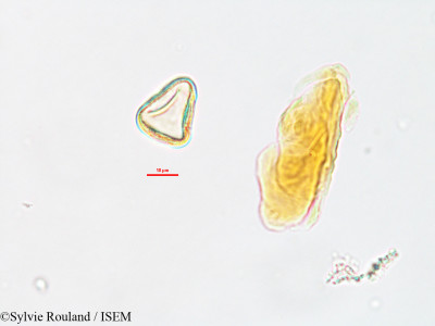 Kyllinga exigua - lame n° 2618