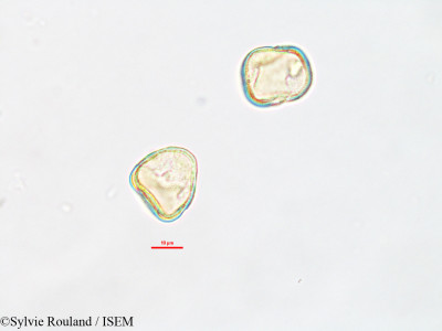 Kyllinga exigua - lame n° 2618