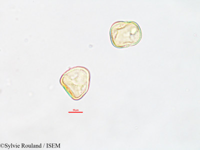 Kyllinga exigua - lame n° 2618
