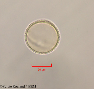 Sylvie.Rouland/Laetia_procera_47256/Laetia_procera_47256_0001(copy)_thumb.jpg