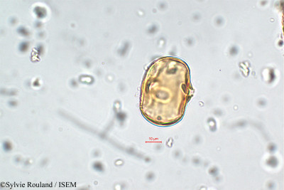 Sylvie.Rouland/Lafoensia_speciosa_5845/Lafoensia_speciosa_5845_0001(copy)_thumb.jpg