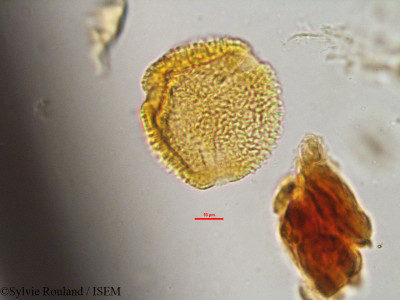 Sylvie.Rouland/Lagenaria_sphaerica_6547/Lagenaria_sphaerica_6547_0001(copy)_thumb.jpg
