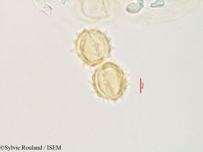 Laggera alata - lame n° 3532