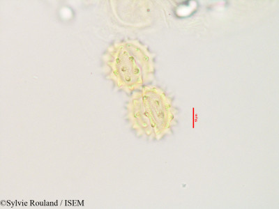 Laggera alata - lame n° 3532