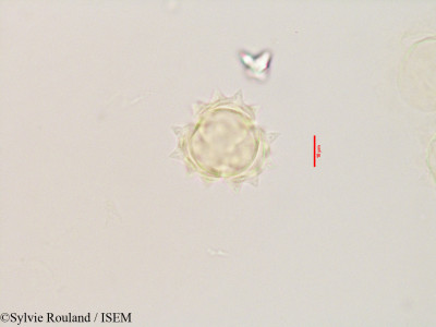 Laggera alata - lame n° 3532