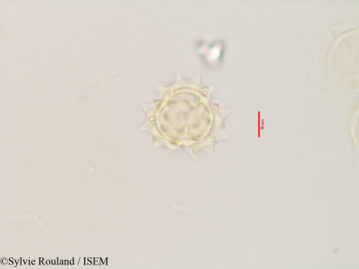 Laggera alata - lame n° 3532