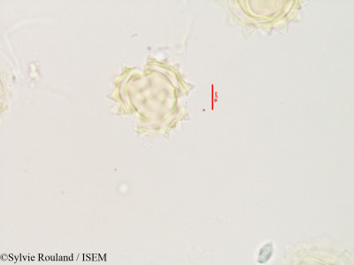 Laggera alata - lame n° 3532