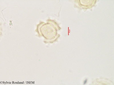 Laggera alata - lame n° 3532