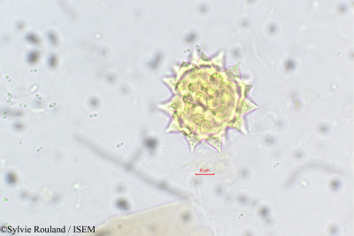 Laggera alata - lame n° 5574