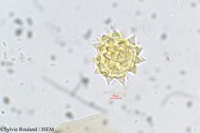 Laggera alata - lame n° 5574