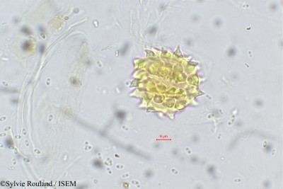 Laggera alata - lame n° 5574