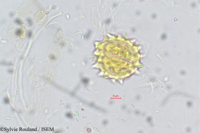 Laggera alata - lame n° 5574