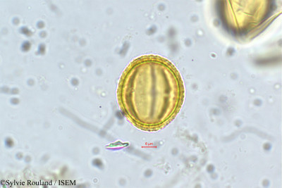 Laggera alata - lame n° 5644