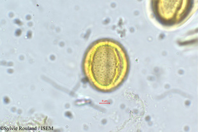 Laggera alata - lame n° 5644