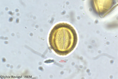 Laggera alata - lame n° 5644