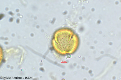 Laggera alata - lame n° 5644