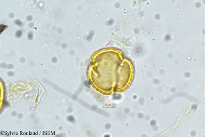 Laggera alata - lame n° 5644