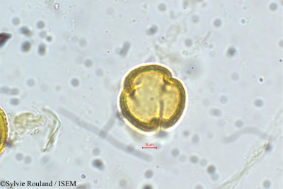 Laggera alata - lame n° 5644