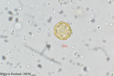 Sylvie.Rouland/Lagrezia_boivinii_80/Lagrezia_boivinii_80_0001(copy)_thumb.jpg