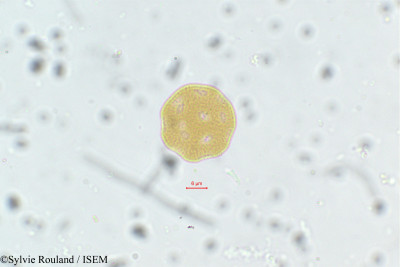 Lagrezia minutiflora - lame n° 75