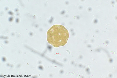 Lagrezia minutiflora - lame n° 75