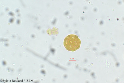 Lagrezia minutiflora - lame n° 75