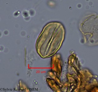 Sylvie.Rouland/Lannea_acida_2160/Lannea_acida_2160_0001(copy)_thumb.jpg