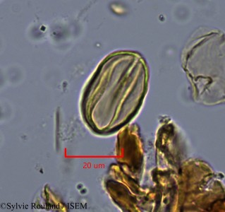 Lannea acida - lame n° 2160
