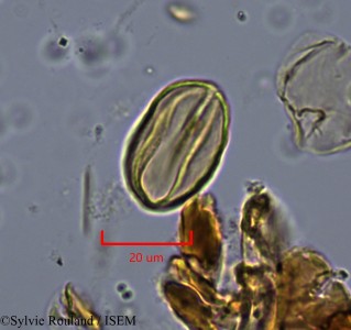 Lannea acida - lame n° 2160