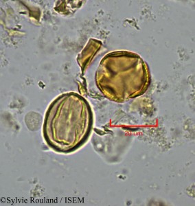 Sylvie.Rouland/Lannea_egregia_2185/Lannea_egregia_2185_0001(copy)_thumb.jpg