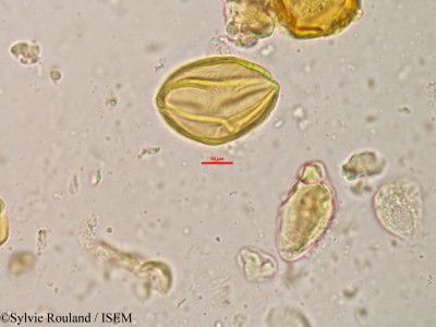 Sylvie.Rouland/Lannea_humilis_20809/Lannea_humilis_20809_0001(copy)_thumb.jpg