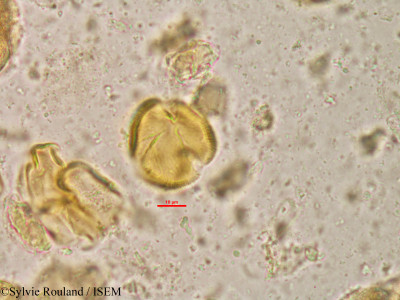 Lannea humilis - lame n° 20809