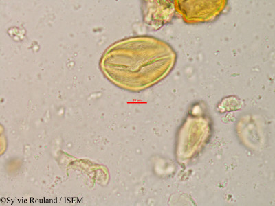 Lannea humilis - lame n° 20809