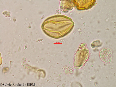 Lannea humilis - lame n° 20809