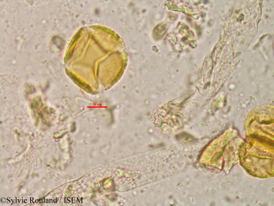 Lannea humilis - lame n° 20809
