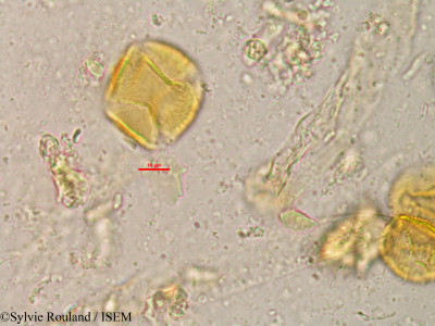 Lannea humilis - lame n° 20809