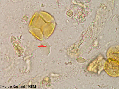 Lannea humilis - lame n° 20809