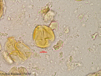 Lannea humilis - lame n° 20809