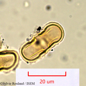Sylvie.Rouland/Laserpitium_gallicum_929/Laserpitium_gallicum_929_0001(copy)_thumb.jpg